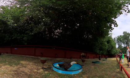 Bathing Bald Eagle