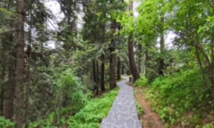 1 Walk Through Pine