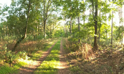Walking through a Forest high fps