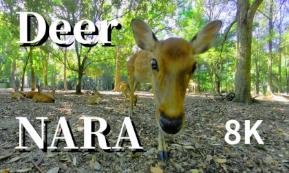 Nara: Fawns and deer in Nara Park, JAPAN