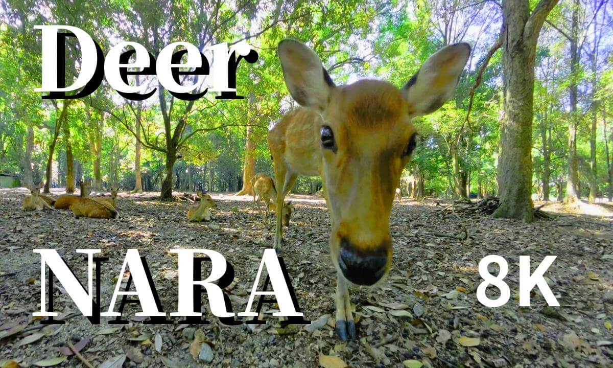 Nara: Fawns and deer in Nara Park, JAPAN