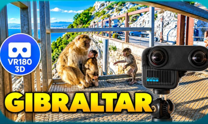 Gibraltar - visiting newborn apes