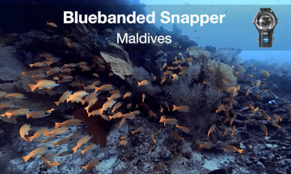Bluebanded Snapper in Maldives VR Video Bluebanded Snapper in Maldives VR