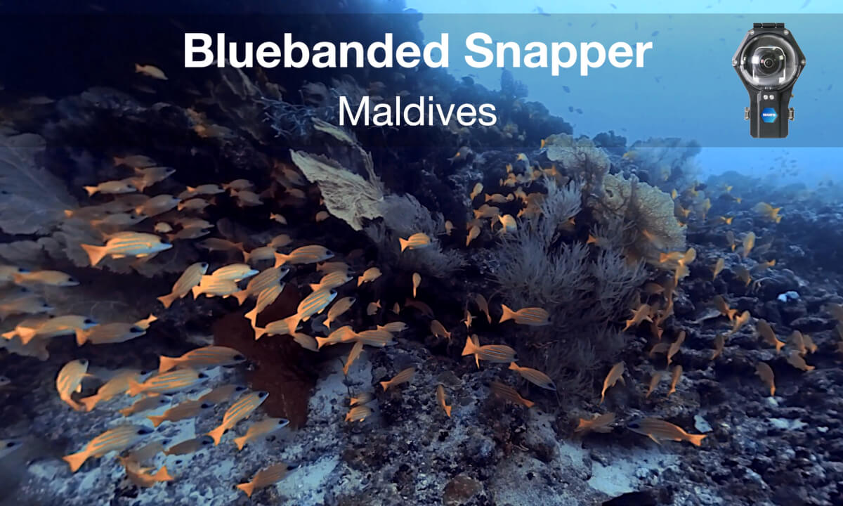 Bluebanded Snapper in Maldives