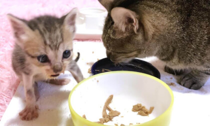 Kitten eating first time wet food while shivering because it tastes so good... | 初めてのウエットフードがおいしすぎて震えながら食べる子猫の様子がこちら…笑