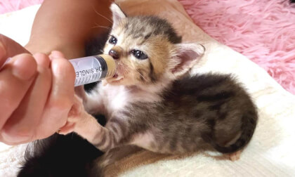 Baby kittens give it their all to drink milk is too cute... | 離乳食の後にがんばってミルクを飲む赤ちゃん子猫が可愛いすぎた...笑