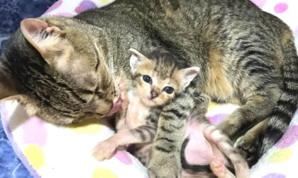 Older cat who loved a baby kitten too much and... | 赤ちゃん子猫を愛しすぎた先住猫の末路…