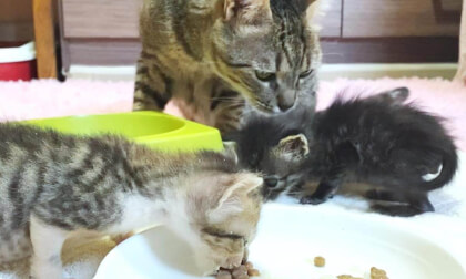 Great love of older cat who ate food while taking care of baby kittens | 赤ちゃん子猫をお世話しながらごはんを食べる先住猫の母性愛に感動…