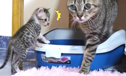 Baby kitten surprised by older cat's toilet... | 先住猫にトイレを教わる赤ちゃん子猫の様子…笑