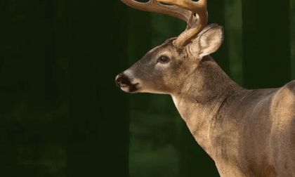 Visit Backyard Neighbors - Peacock, deers in 3D VR 8K Visit Backyard Neighbors - Peacock, deers in 3D VR 8K