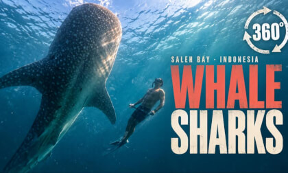 The Reality of Whale Shark Tours: What I Saw in Indonesia