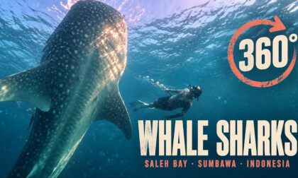 What It's Really Like to Swim with Whale Sharks