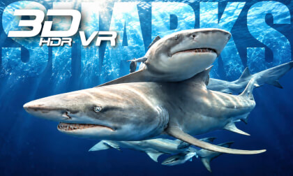 Shark diving in Jupiter Florida - HDR Remastered