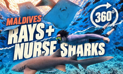 Is It Safe to Swim with Nurse Sharks? Maldives Underwater Encounter