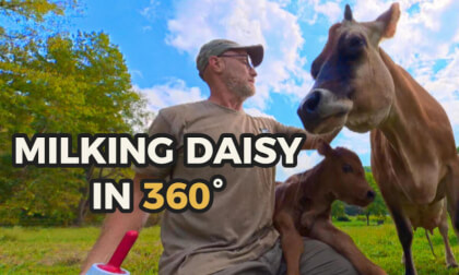 Milking a Jersey Cow in 360° VR | Daisy’s Barn Experience