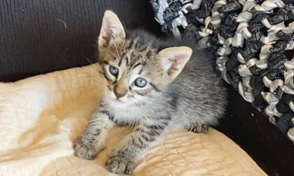 [Rescued Kitten Development] The Emotional 33 Days in Abandoned Kitten a Month Old became my Family |【保護子猫の成長記録】捨て猫だった生後1か月の子猫が来て家族になった感動の33日間【総集編】