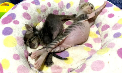 I took my eyes off him for a minute and he skipped the kittens... | ちょっと目を離した隙に子猫をサボってました…