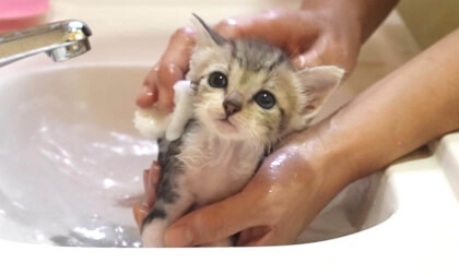 Amazingly cute first bath of rescued kitten | 保護子猫を初めてお風呂に入れたら驚きの可愛さでした…