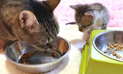 Baby kitten yearning for the adult taste of the older cat... | 大人の味に憧れる赤ちゃん子猫…笑