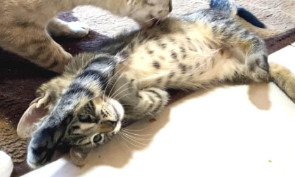 New kitten that was rolled over by the older cat and... | 先住猫に愛され過ぎて転がされた新入り子猫…