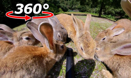 VR 360° | It started with just two... but in the end, there were six rabbits right in front of me!