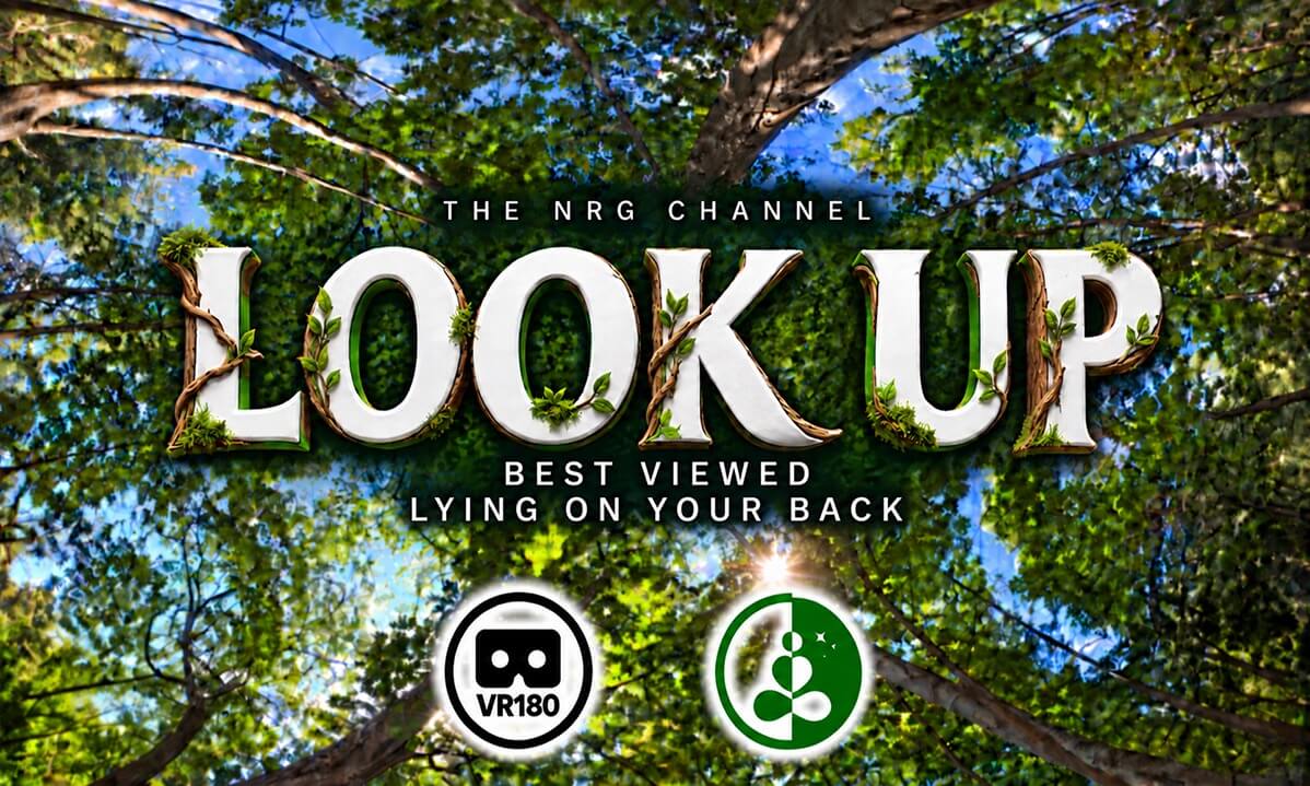 Look Up | Lie Back Beneath the Trees | VR180 Nature Relaxation