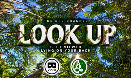 Look Up | Lie Back Beneath the Trees | VR180 Nature Relaxation
