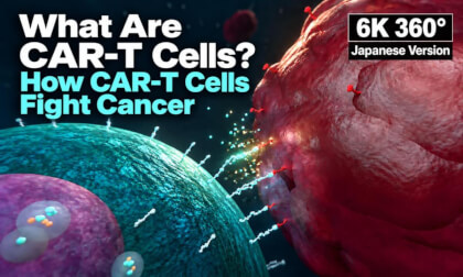 What Are CAR-T Cells? How T Cells Are Engineered to Fight Cancer Cells～Japanese Version～