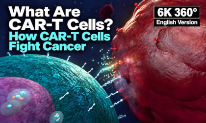 What Are CAR-T Cells? How T Cells Are Engineered to Fight Cancer Cells～English Version～