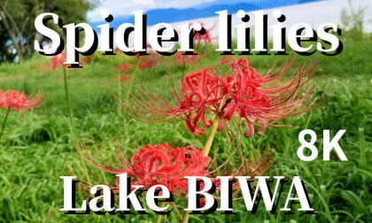 Siga: Spider lilies blooming at Genjihama beach on Lake Biwa, JAPAN