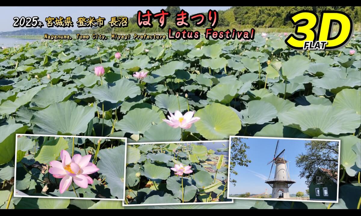 2025 Naganuma Lotus Festival / 2025年 長沼 はすまつり【宮城県 登米市 迫町 2025年07月29日】