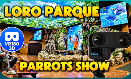 Parrot Show at Loro Parque, Tenerife 🦜 (full show)