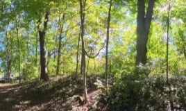 360 VR Indiana Woods with sound