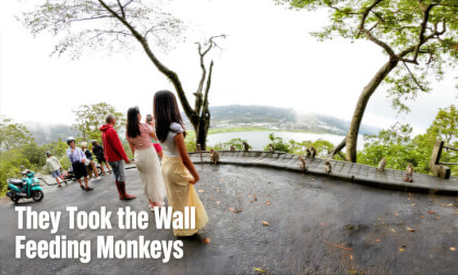 They Took the Wall | Feeding Monkeys at Puncak Wanagiri, Bali VR180