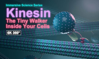 Kinesin – The Tiny Walker Inside Your Cells