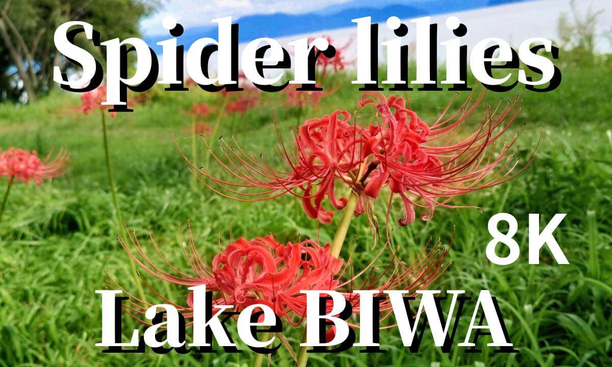 Siga: Spider lilies blooming at Genjihama beach on Lake Biwa, JAPAN (Re-edited)