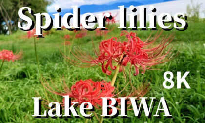 Siga: Spider lilies blooming at Genjihama beach on Lake Biwa, JAPAN (Re-edited)