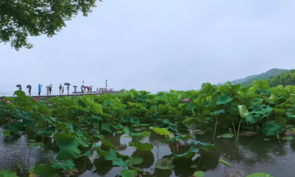 Video 西湖雨中West Lake in the Rain
