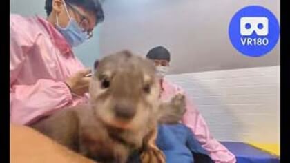 Raft of Otters @ Wakabayashi's house【House of otters】 Raft of Otters @ Wakabayashi's house【House of otters】