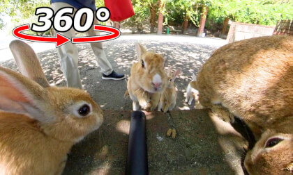 VR 360° | The rabbits keep jumping back and forth between the upper and lower levels!