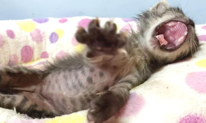The kitten's yawn is scary and cute | こわくて可愛い子猫のあくび…笑