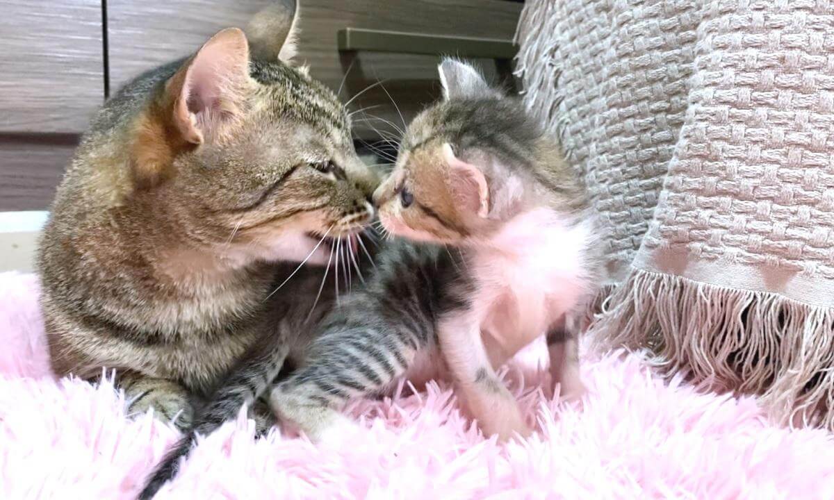The distance between the older cat and the kitten is a little sad... | ちょっと切ない先住猫と子猫の距離感…
