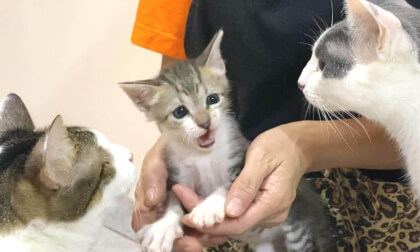Introducing Five Cats to New Kitten for the First Time was Unexpected!! | 新入り子猫と5匹の先住猫の初対面が予想外の結果に…