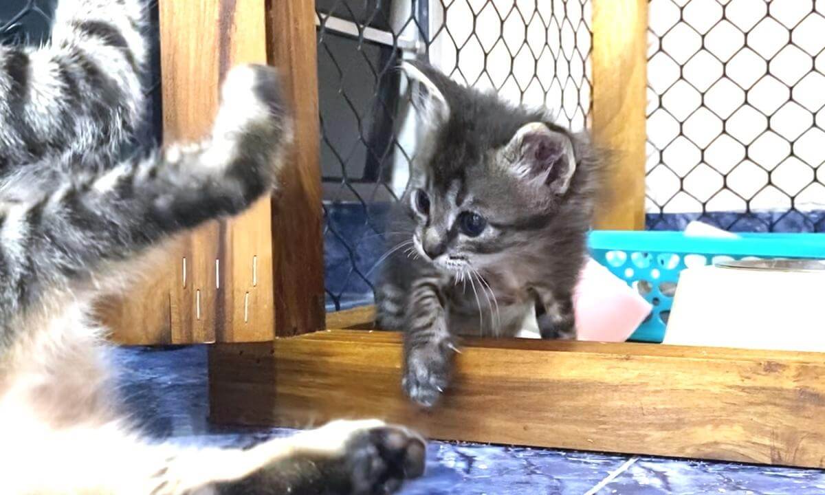 The kitten strongest if in the cage... | ケージの中では最強の子猫…