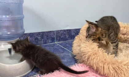 The kitten who is unfazed by anything... | 何があっても動じない子猫…
