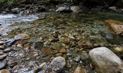 Spawning Salmon In Begbie Creek