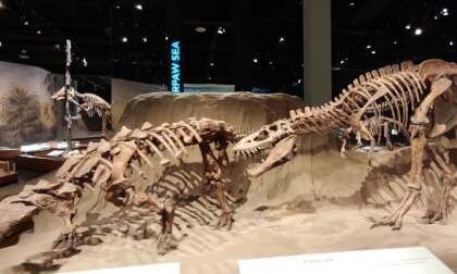 The Dinosaur Hall at the Royal Tyrell Museum in Drumheller, Alberta