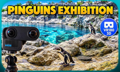 Loro Parque - Pinguins Exhibition