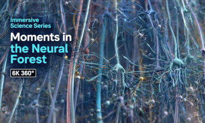 Moments in the Neural Forest