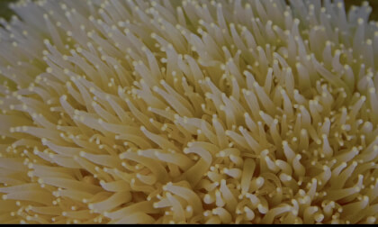 The Deep Ocean OLED Demo HDR 8K Ultra HD Dolby Vision™ 60fps [4k] VR180 #2